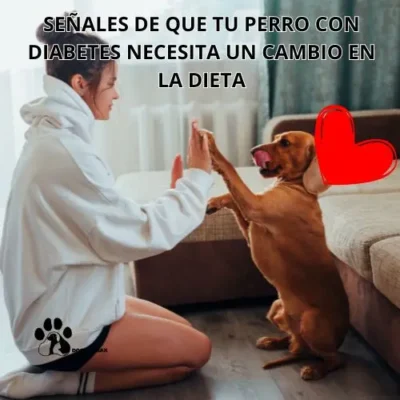 dieta canina