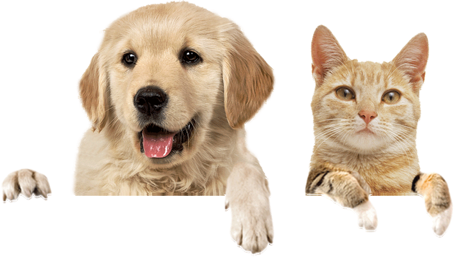 Glucosa en Perros 1 glucosa en perros