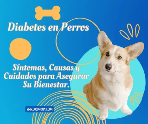 diabetes en perros