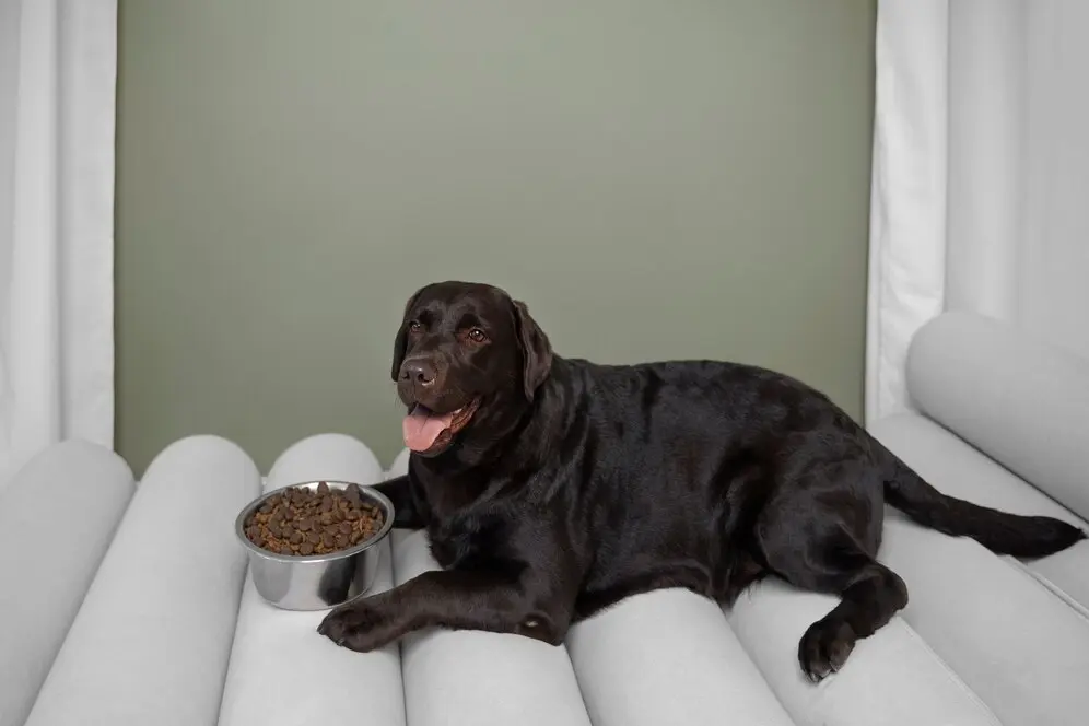 ¡Alerta! La Obesidad y el Sedentarismo Amenazan a Tu Perro 1 la obesidad y el sedentarismo